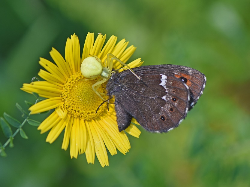 preda e predatore - Misumena vatia con Erebia ligea